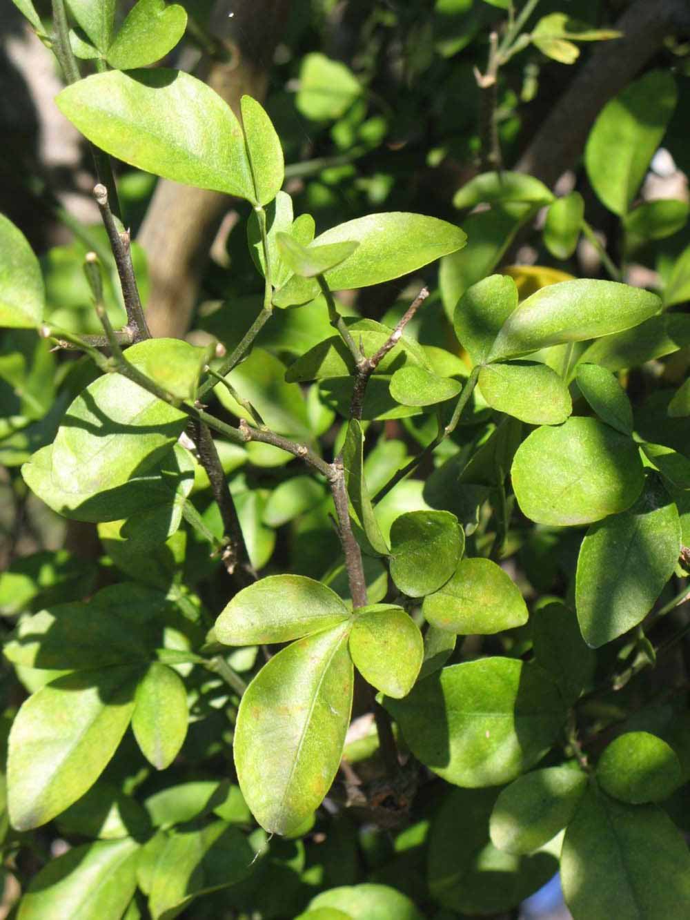            Sun leaves (Winter Haven, FL)   